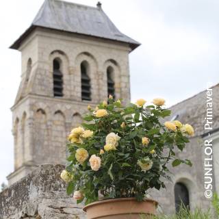 ©SUNFLOR - Primavera